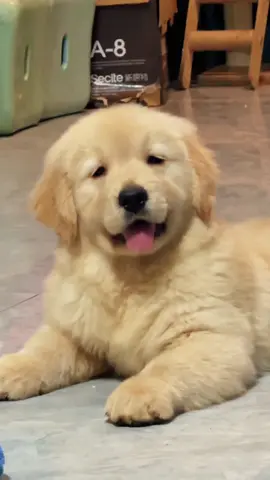 Cute golden retriever puppy🐶🥰🥰🥰#dog #dogsoftiktok #goldenretriever #funnydog #fyp 