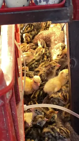 #foryoupage #bdtiktokofficial #quail #Farm #unfrezzmyaccount 