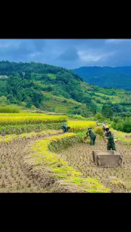 Các chú  bộ đội gặt xong về với các cháu rồi cố gắng đợi các chú nhé .cảm ơn chú bộ đội #binhyen #xuhuongtiktok 