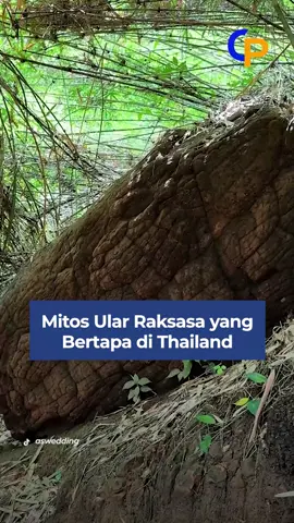 Mitos Ular Raksasa yang Bertapa hingga Menjadi BatDi balik megahnya bentang alam Nakhon Phanom, Thailand, tersimpan sebuah destinasi yang tak hanya memikat secara visual, tapi juga sarat nilai spiritual. Namanya Goa Nako. Tempat ini makin populer karena formasi batu unik di dalamnya, salah satunya yang menyerupai ular batu raksasa. Keindahan Goa Nako bukan hasil rekayasa manusia. Gua ini terbentuk dari proses geologi yang memakan waktu jutaan tahun. Batu kapur yang tergerus air hujan dan sungai bawah tanah perlahan menciptakan stalaktit dan stalagmit dengan bentuk-bentuk luar biasa. Dari sinilah muncul batu-batu yang tampak seperti makhluk mitos. Tak hanya jadi objek wisata, Goa Nako juga dipercaya sebagai tempat bermeditasi dan berdoa. Warga lokal menganggapnya sakral. Banyak pengunjung datang bukan sekadar untuk berfoto, tapi juga mencari ketenangan batin di tengah suasana gua yang hening dan magis. Kini, Goa Nako menjelma sebagai magnet wisata baru di Thailand. Keunikannya tak hanya memanjakan mata, tapi juga mengajak siapa pun merenung dalam keheningan alam. 📖 BACA SELENGKAPNYA: 🔗https://radarnganjuk.jawapos.com/world/2175978974/mitos-ular-raksasa-yang-bertapa-hingga-menjadi-batu-ini-kisahnya 📰 Berlangganan Koran Cenderawasih Pos: 📞 0812-4803-531 Follow kami di Sosial Media: Instagram: @CeposTV & @Cenderawasihposreal Facebook: @Cenderawasihpos TikTok: @Cenderawasihposreal . . . #cepos #papua #beritapapua #cenderawasihpos #jayapura #ceposonlineu