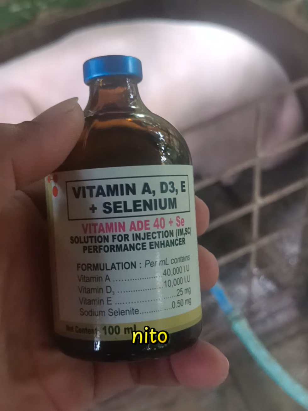 #vitaminsade #pig #backyard #pigfarming #creatirsearchinsights 