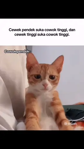 cukup sabar 🙂🗿 #kucingmeme #meme #ggibadan # #kucinggoren #kucingmemes # #darkkucing #kucinggalau #when #galau 