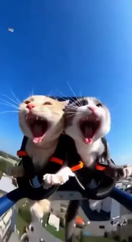 POV: your cats tried a rollercoaster for the first time 😂🐾 #catmemes #aivideo #trending #fyp