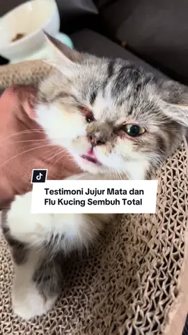 testimoni jujur mata kucing dan flu sembuh total setelah 7 hari rutin diberikan #kucing #kucinglucu #fyp 