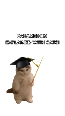 Nurse Kitty deserves appreciation! #cats #kitties #sillycats #paramedics #paramedic 