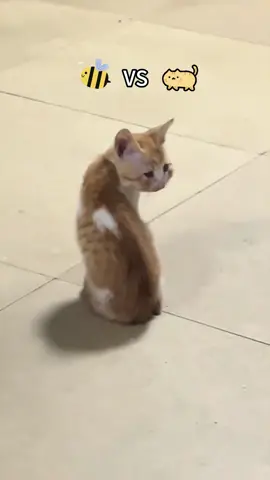 cat and bee#funnycats #funnyanimals #petvideos #cat #catsoftiktok   