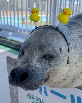 (Daikichimaru) Video is from tokkaricenter_official  not mine. tokkaricenter_official. Today in seal land A second round of peep alert has been issued This time the target was It's Daikichimaru Despite the chick on my head, Since you're not looking the same as usual The damage isn't considered that much But everyone!! More cuteness than usual so Don't let your heart steal Please be careful #tokkaricenter #cute #silly #fyp #seal 