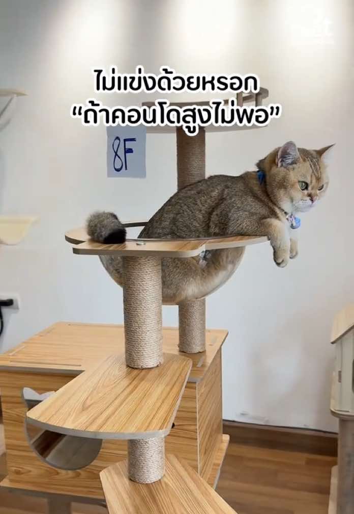 สูงไม่พอ ก็อย่าหวังจะได้เจอส้มบนสนามแข่ง😼 คอนโดแมวสุดเฟียสสำหรับสายปีนตัวจริง💥 เหมาะกับทุกท่วงท่าของเจ้าเหมียว 🐱💖 #คอนโดแมว #คอนโดแมวหลุมใส #บ้านแมว #ของใช้สัตว์เลี้ยง #petparadiseth 