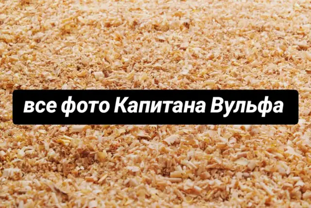 #frostpunk #капитанвульф #хеппивульф 