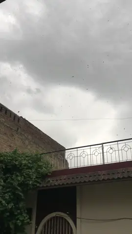 اب آہستہ آہستہ شامیں گہری ہوتی جائیگی نہ جانے کیوں جیسے جیسے خزاں کا موسم قریب آتا ہے ہمارے اندر اداسی بھی گہری ہوتی جاتی ہے درختوں سے پتے گرتی دیکھتی ہے تو نظروں سے گرے لوگ ی