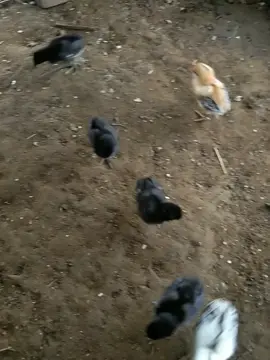 memberi ayam makan agar cepat gede 🥰 #fyp #ayam #anakayam #meme #fyppppppppppppppppppppppp #fypシ゚viral #gabut