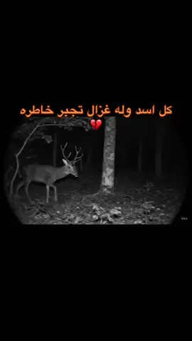ولي غزالة لاحب يعلو فوق حبها