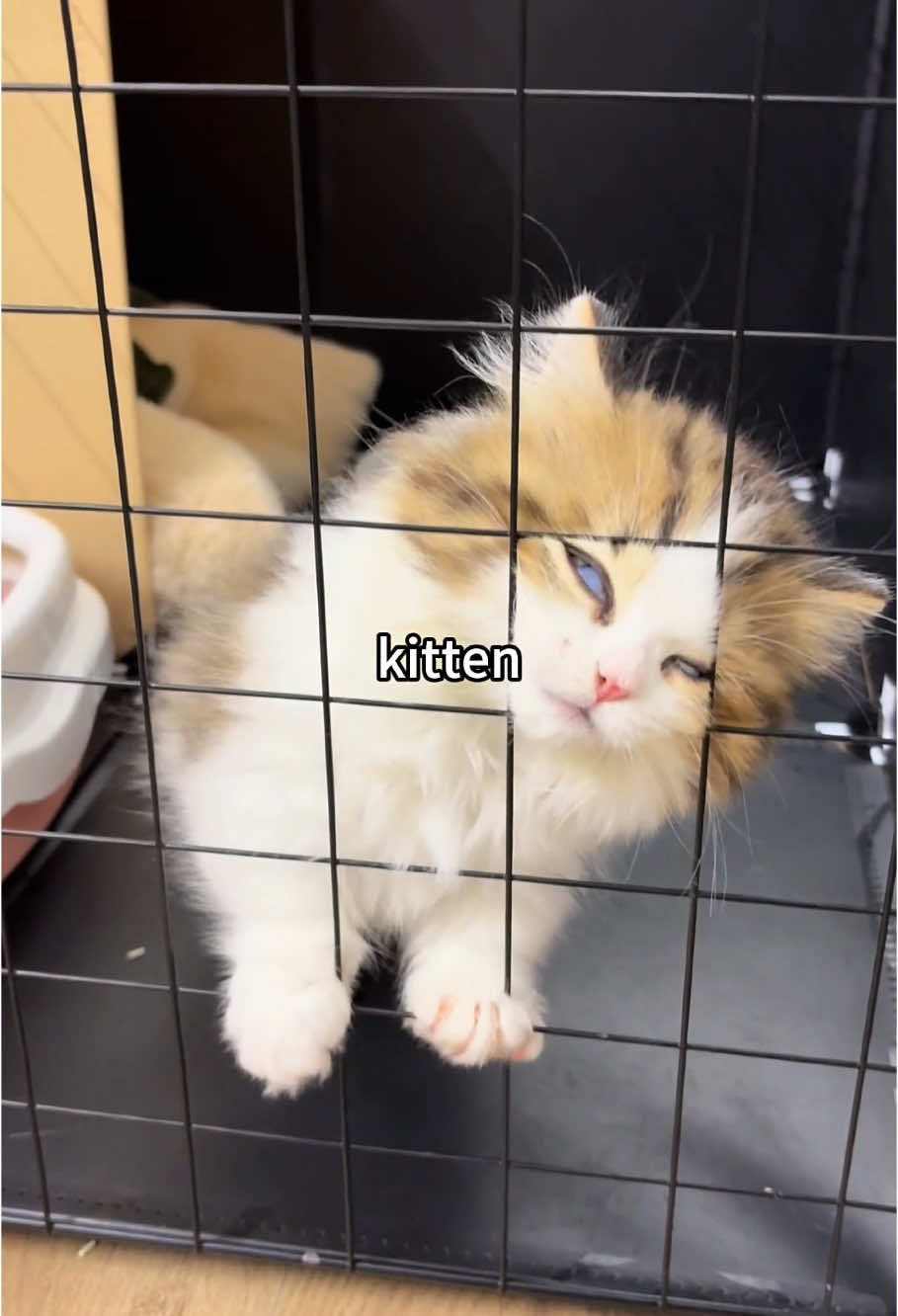 They said get a kitten#funnycats #funnyanimals #petvideos #cat #catsoftiktok #fyp #usa #longervideos#catsoftiktok #fyp