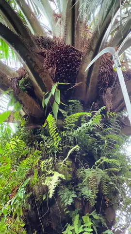 Cara panen yang  salah yg bisa merusak pokok sawit😑 #sawitkampung🌴🌴 