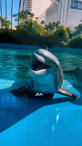 #dolphins #