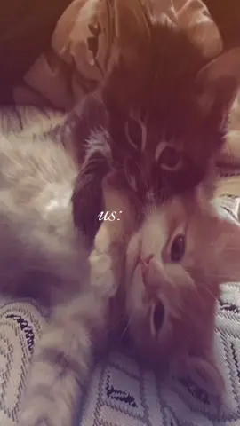 #us #cat #fyyyyyyyyyyyyyyyyyyy #fypp #fyppppppppppppppppppppppp 