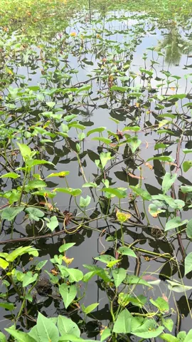 Câu cá đồng  #tiktok #films #quehuong