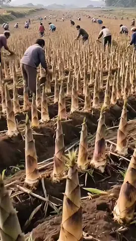 #Labong (Bamboo Root)