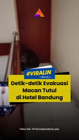 Humas BBKSDA Jawa Barat, Eri Mildrayana, mengatakan, proses evakuasi berlangsung selama tiga jam. Setelah dilakukan observasi, ia mengatakan macan tutul Jawa tersebut bakal direhabilitasi sementara di Pusat Penyelamatan Satwa Cikananga (PPSC) di Sukabumi. Pihaknya sendiri belum dapat memastikan apakah macan tutul yang ditemukan di hotel merupakan satwa yang sama yang kabur dari Lembang Park Zoo. Ia menegaskan pihaknya ingin memastikan bahwa macan dalam kondisi selamat. Pihaknya masih bakal mendalami macan tutul tersebut berasal dari mana. 🎥: Dok. TikTok/infojawabarat_pisa, ge.handikaa. #viral #macantutul #hotel #bandung #akuratco