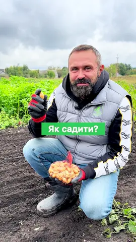🤔🧅Як висаджувати цибулю на зиму?  #цибуля #насіння #огород #дача #село 