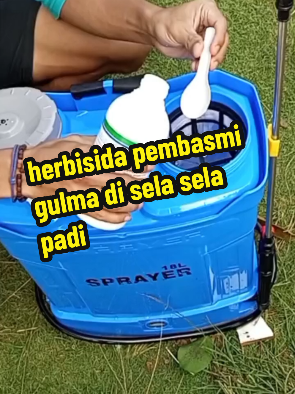 herbisida pembasmi gulma di sela sela padi#herbisidagulma #gulma #rumput 
