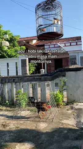 #ayambangkoksuper 