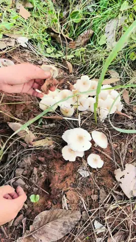 เก็บเห็ดนำกันครับ🍄‍🟫🍄‍🟫 #เห็ดโคน  #เห็ดปลวก  #เห็ดป่า 
