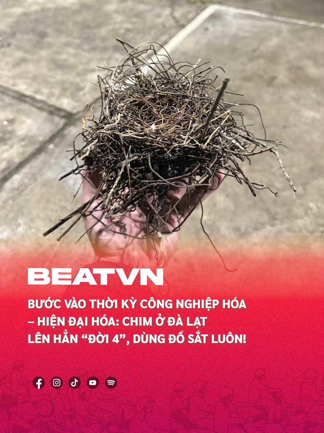 Tổ chim làm bằng dây thép gai #beatnetwork #beatvn #bird #tochim