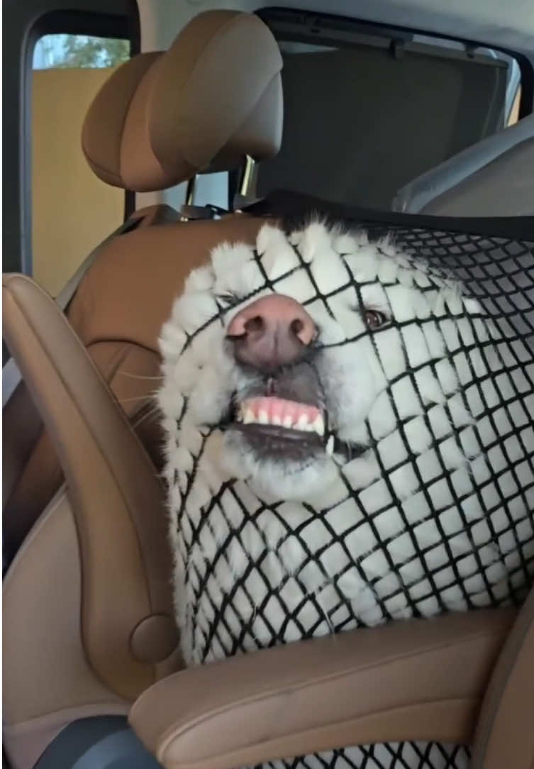 Great Pyrenees #dogoftiktok #greatpyrenees #funnydog #foryoupage #fyp  
