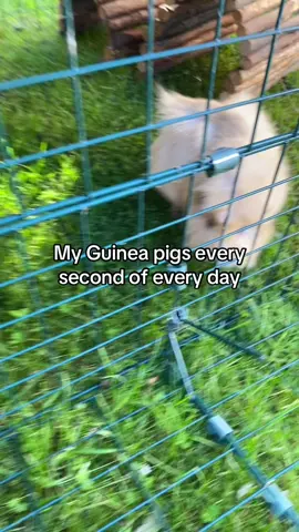 Parsley is their favourite #guineapigs #guineapig #pet #guineapiggirls 