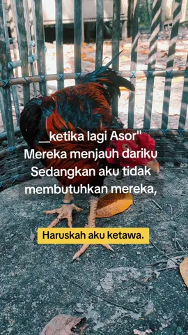 #reals #fypviral #tiktoker #peternakmuda #hobiayam 