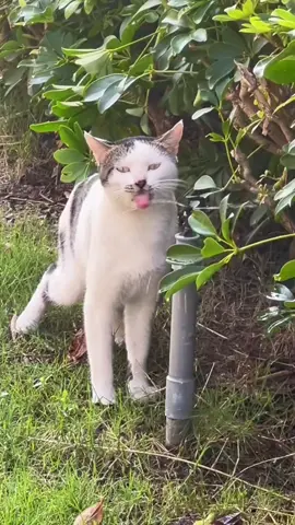 🤣Funny Animals 2025 🤣Funny Cats video #funnyanimalvideos #funnyanimals #funnycats #cats #catoftiktok