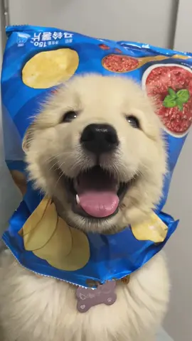 犬は最もかわいい動物です#pet #fyp #dog #犬のいる生活 #cute 