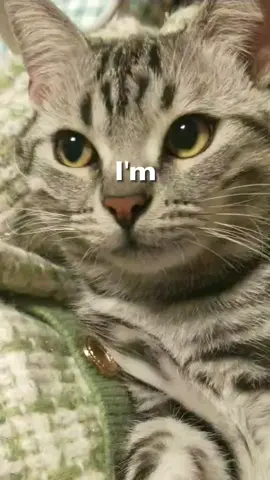 #猫 #おもしろい 