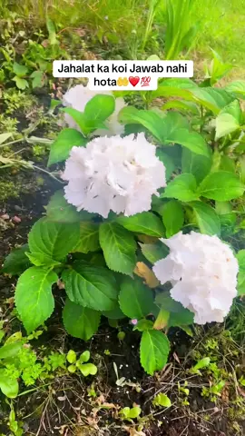 Jahalat ka jawab sirf khamoshi hota hai🤲❤️💯#foryour #iloveallah13938 #viralvideos #fy 