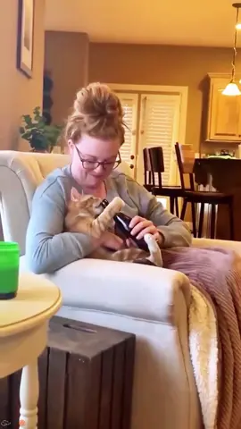 Clever cat #cat #catsoftiktok #catlover #funny #funnyvideos #foryou #fypage #fypツ #funnycat #funnytiktok #cats