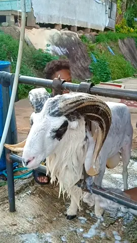 mandi soree #hpdkijawabarat  #pamidangan  #sheep #fyppppppppppppppppppppppp 