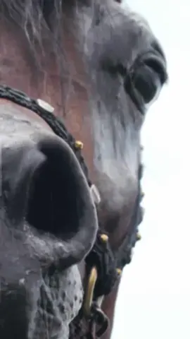 #تفاصيل_جميله🤍🤍 #بطولات_جمال_الخيل #ركوب_الخيل_هوايتي😍 #الخيل_عشق_لاينتهي🐎❤️اذكرو_الله_ #خيل_وخياله🐎🖤ماشاءالله_اللهم_بارك🧿♥️ 