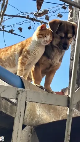 So cute cats and dogs#catsoftiktok #dogsoftiktok #funny #cute #pet #foryou #fyp