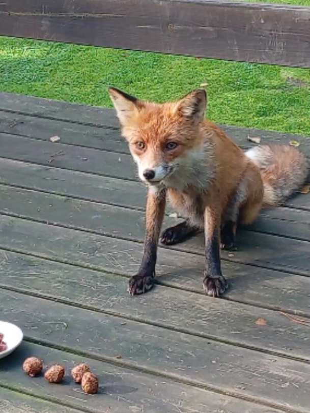 Wild fox eating meatballs on the deck in the backyard #wildlifegarden #wildfoxfeeding #fox 