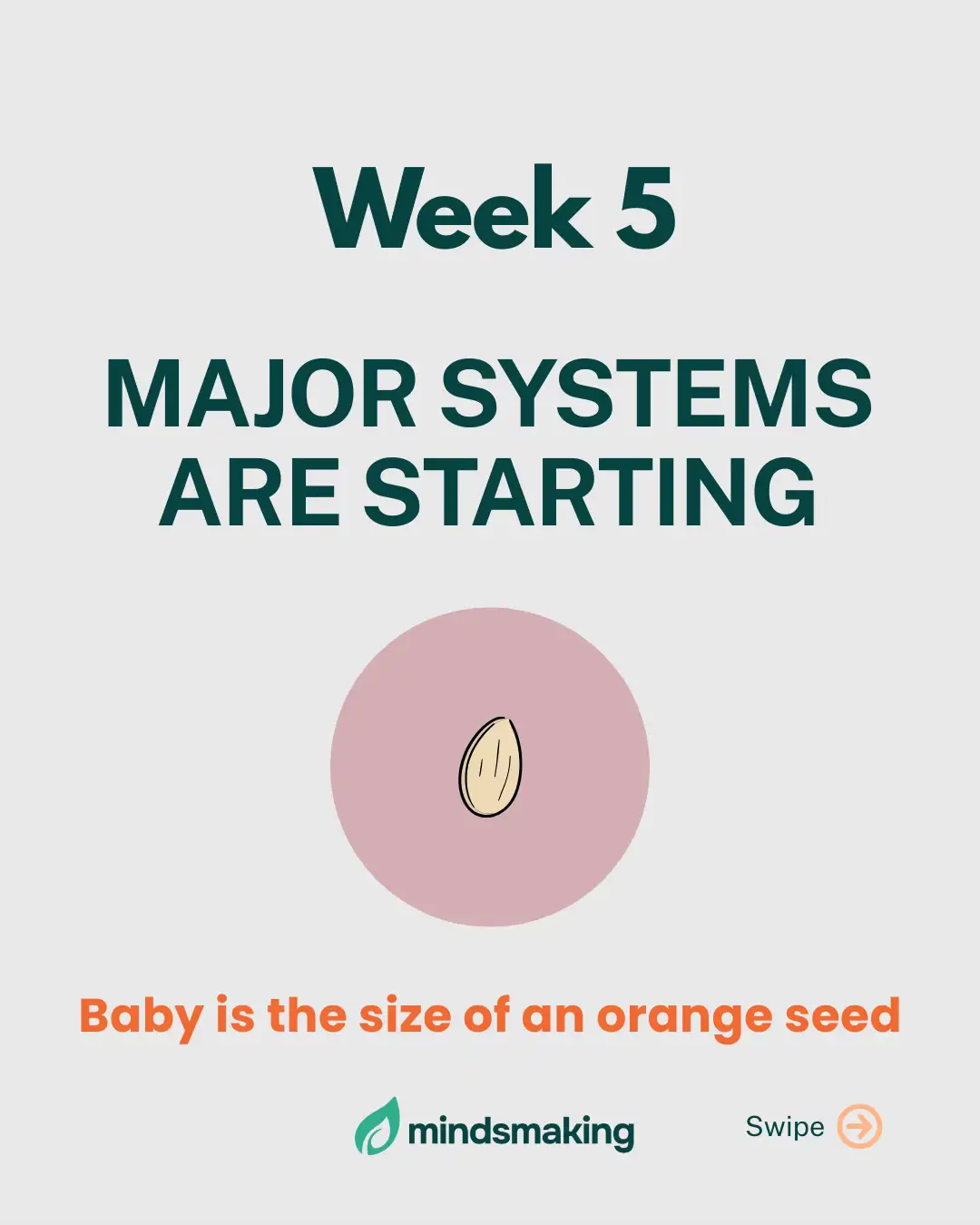 From a seed to a system 💫 Week 5 brings the start of your baby's brain and heartbeat.💓  Save this post to track your journey 💛 #pregnancy #pregnancyweek5 #pregnancyjourney #pregnant #pregnantlife  