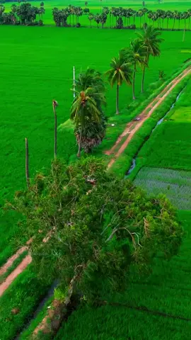 farmer life tamil song bgm status  #countrylife #tamilbgmvibes #villagelife #naturalbeautyvillage #tamilsongnature