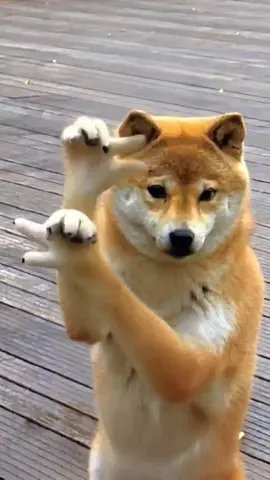 china dog dance