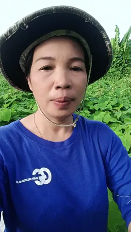 หาผักธรรมชาติ