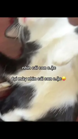 #tuanvi2811 #tamtrang 