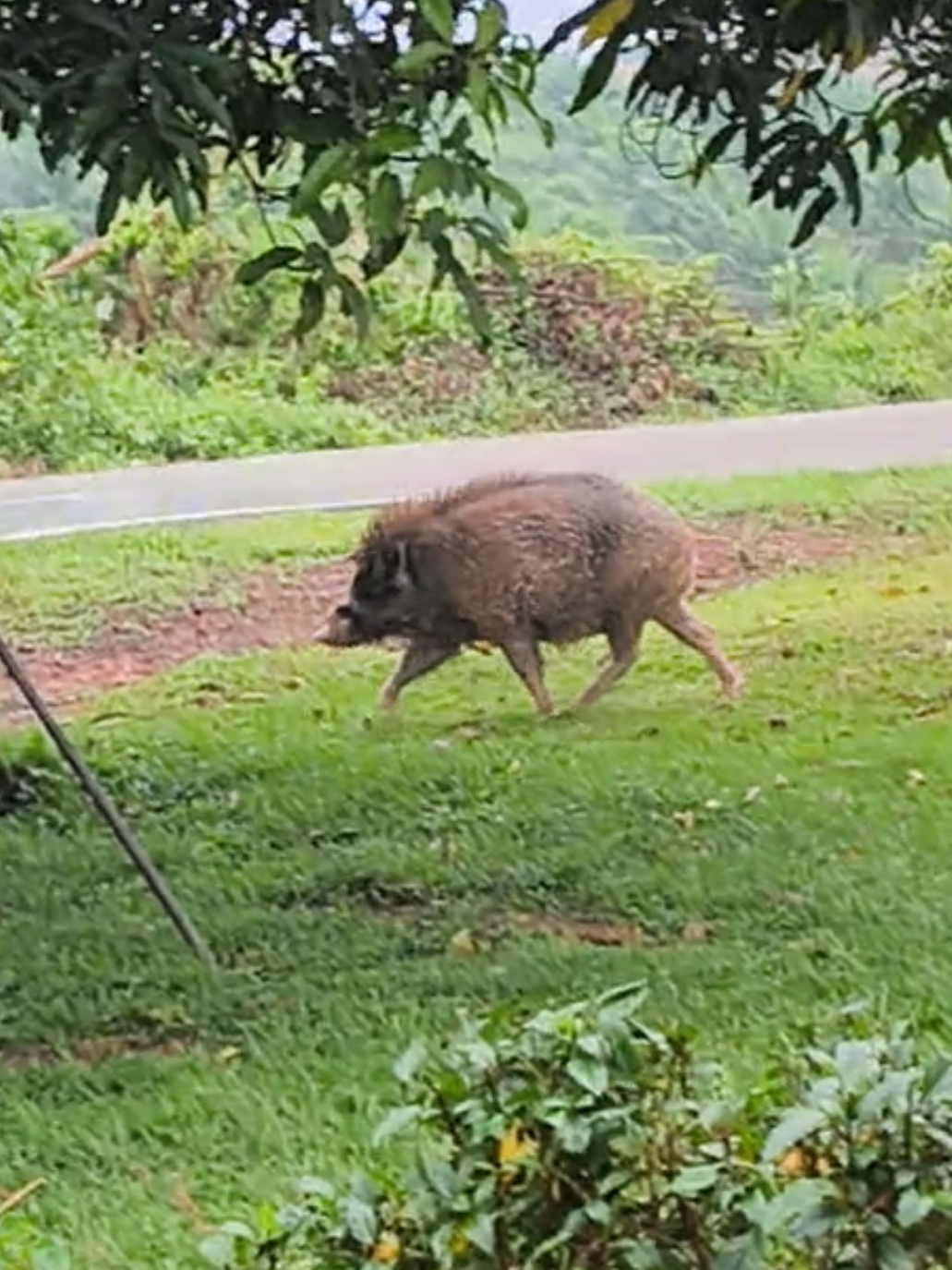 Capybara darat 😂😂😂 #capybara  #babi 