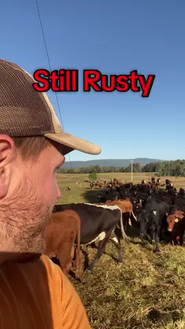 #cows #regenerativeagriculture #forgot 