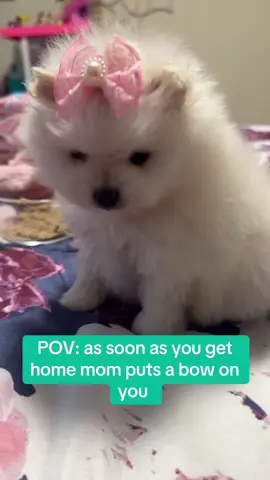 #fyp #puppytiktok #puppytok #cutepuppy 