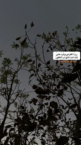 #ارح_سمعك_بالقران  #قران_كريم  #اللهم_امين_يارب_العالمين  #اجر_لي_ولك_ولمن_بعدك  #حلالكم 