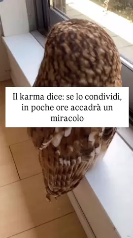 Per consulto link in bio 🧿 🔮  💓 Interagisci positivamente per farlo accadere 🍀 #cartomanzia #tarocchi #bassocosto #carte #consulto 